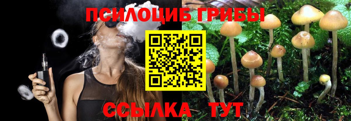Галлюциногенные грибы Psilocybe Шарыпово